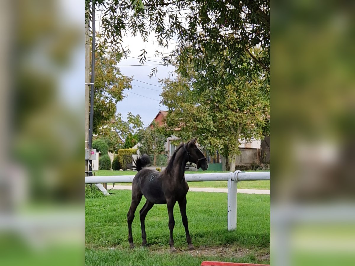 Lipizzan Jument Poulain (04/2024) 145 cm Aubère in Halászi