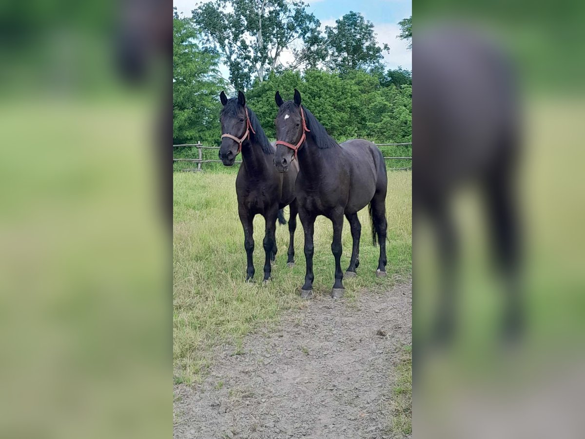 Lipizzaner Gelding 10 years 16 hh Black in Sarbogard