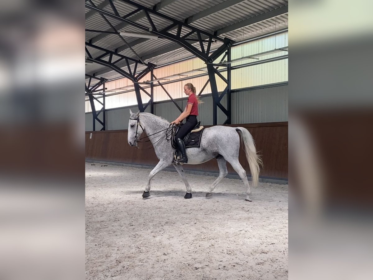 Lipizzaner Gelding 11 years Grey in Sz&#xE1;zhalombatta