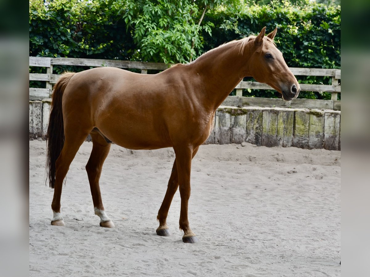 Lipizzaner Mix Gelding 13 years 14,3 hh Chestnut-Red in berlin