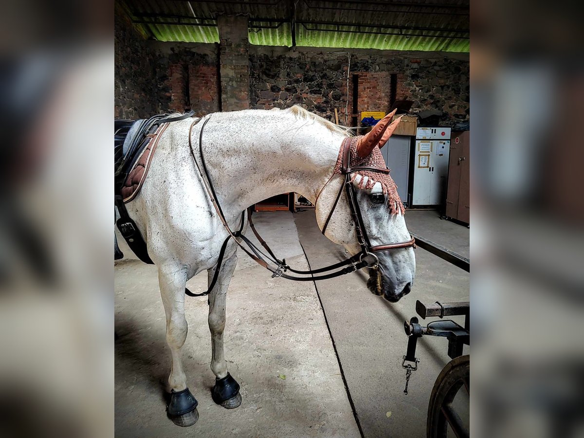 Lipizzaner Gelding 14 years 15,3 hh Gray-Blue-Tan in Studniska Dolne