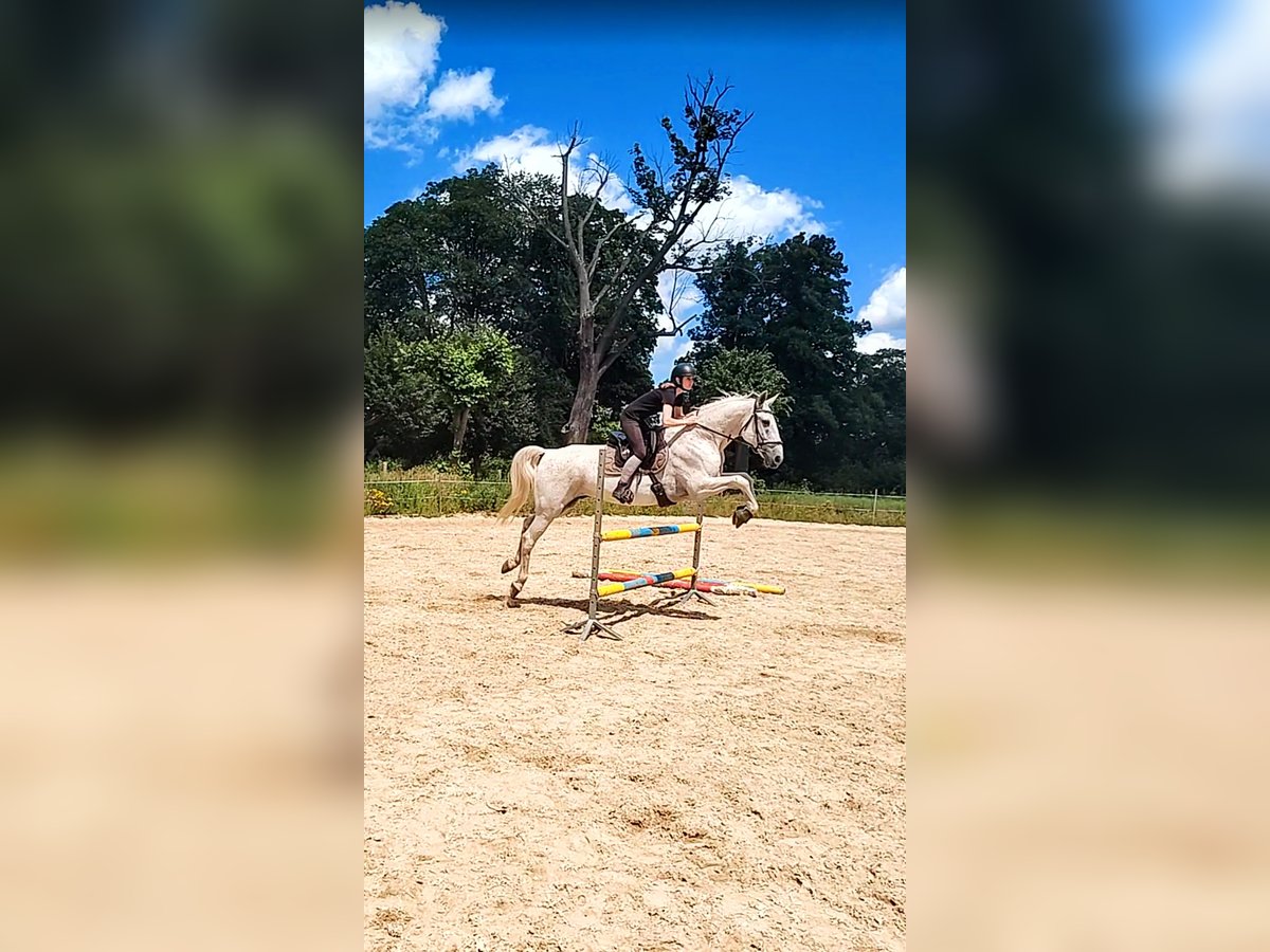 Lipizzaner Gelding 14 years 15,3 hh Gray-Fleabitten in Studniska Dolne