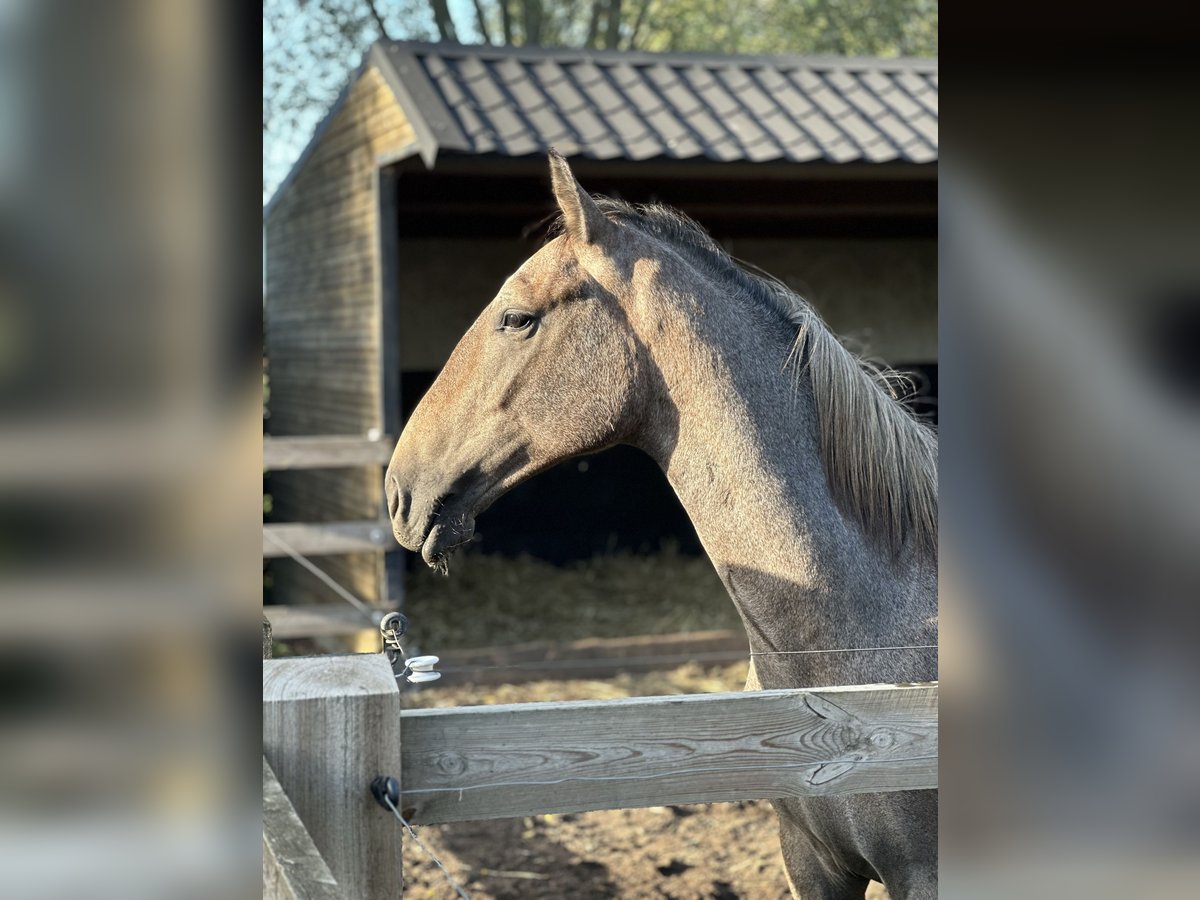 Lipizzaner Gelding 1 year 15,2 hh Brown Falb mold in Ruddervoorde