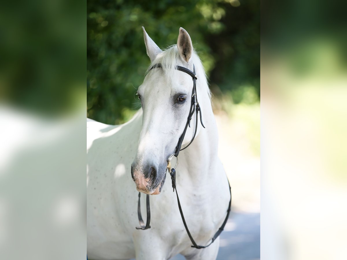 Lipizzaner Gelding 23 years 14,2 hh Gray in Steißlingen