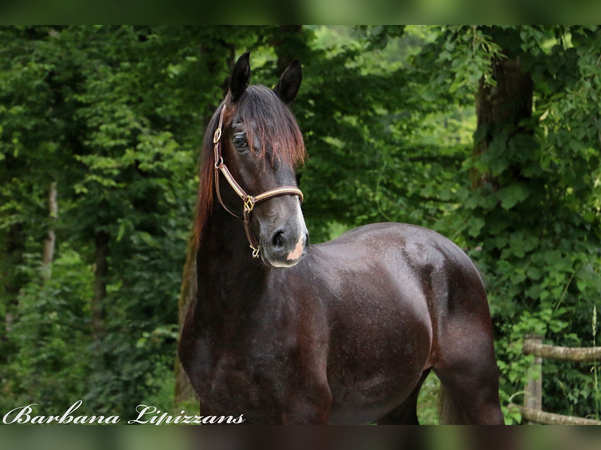 Lipizzaner Gelding 2 years 15,1 hh Gray in Radovljica