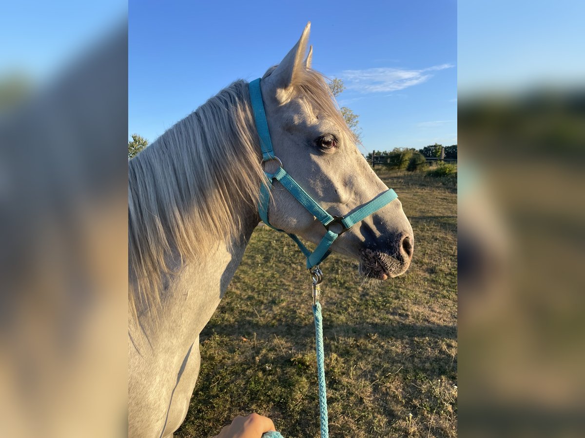 Lipizzaner Mix Gelding 3 years 14,2 hh in Horn