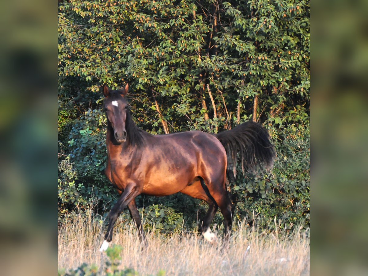 Lipizzaner Gelding 3 years 15 hh Brown in Kozina