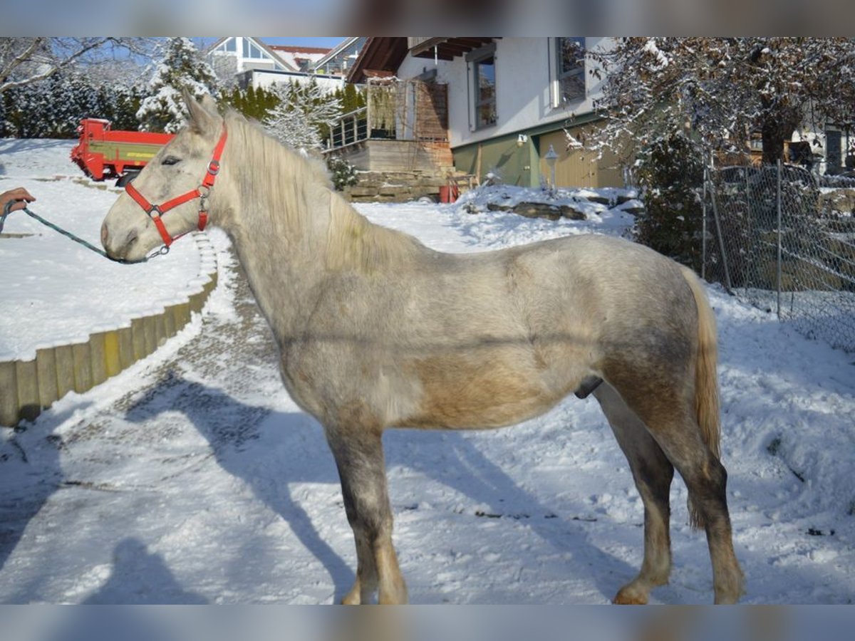 Lipizzaner Gelding 4 years 15,2 hh Gray in Balingen