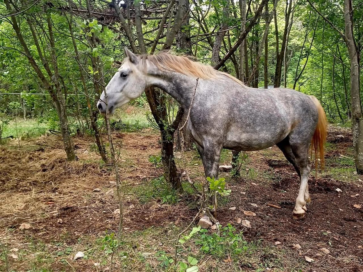 Lipizzaner Gelding 4 years 15 hh Gray in Kozina