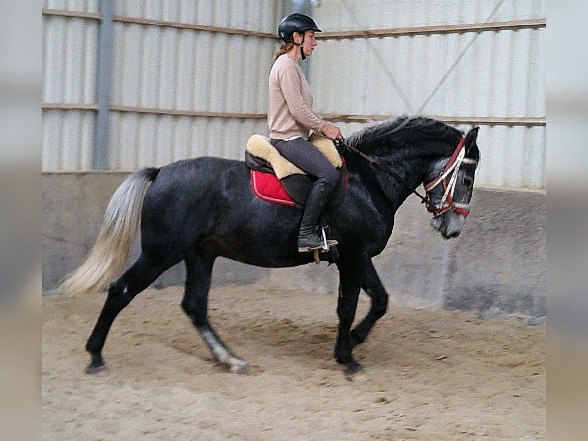 Lipizzaner Mix Gelding 4 years 15,2 hh Grey-Dapple in Buttst&#xE4;dt