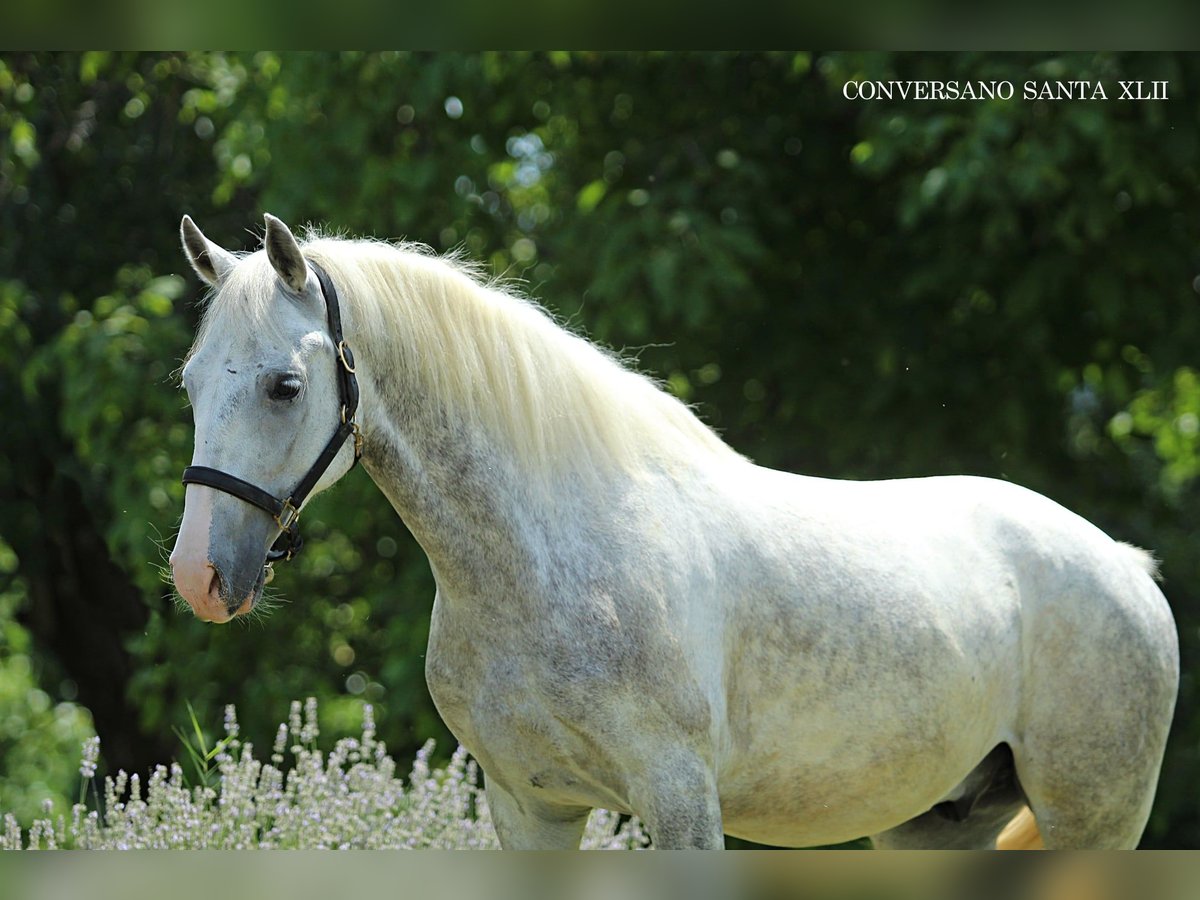 Lipizzaner Gelding 5 years 14,1 hh Grey in Ptuj Lipizzaner Gelding 5 years 14,1 hh Grey in Ptuj