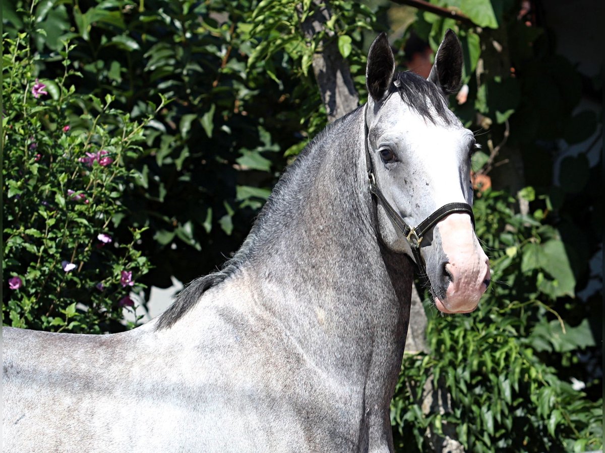 Lipizzaner Gelding 5 years 15,2 hh Gray in Ljubljana