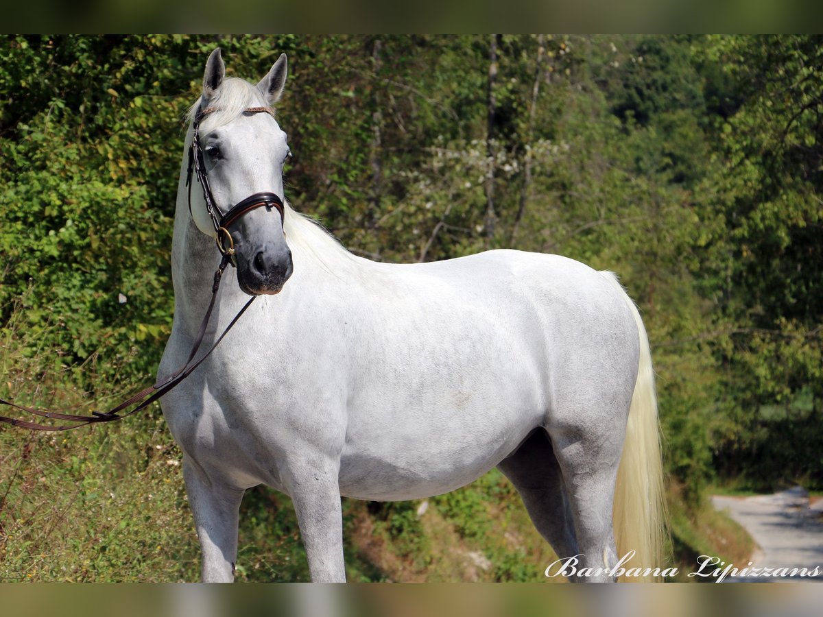 Lipizzaner Gelding 5 years 15,3 hh Gray in Radovljica