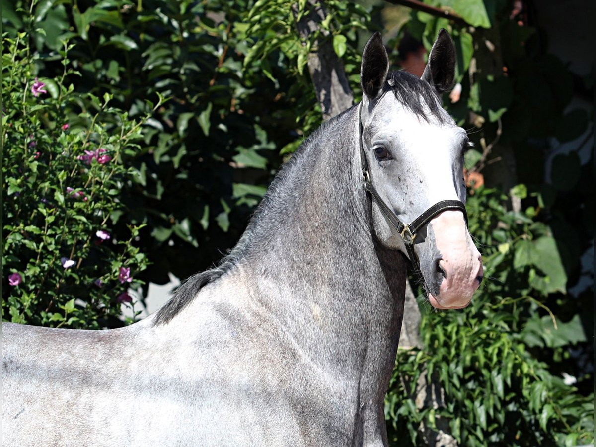 Lipizzaner Gelding 5 years 15,2 hh Grey in Ljubljana