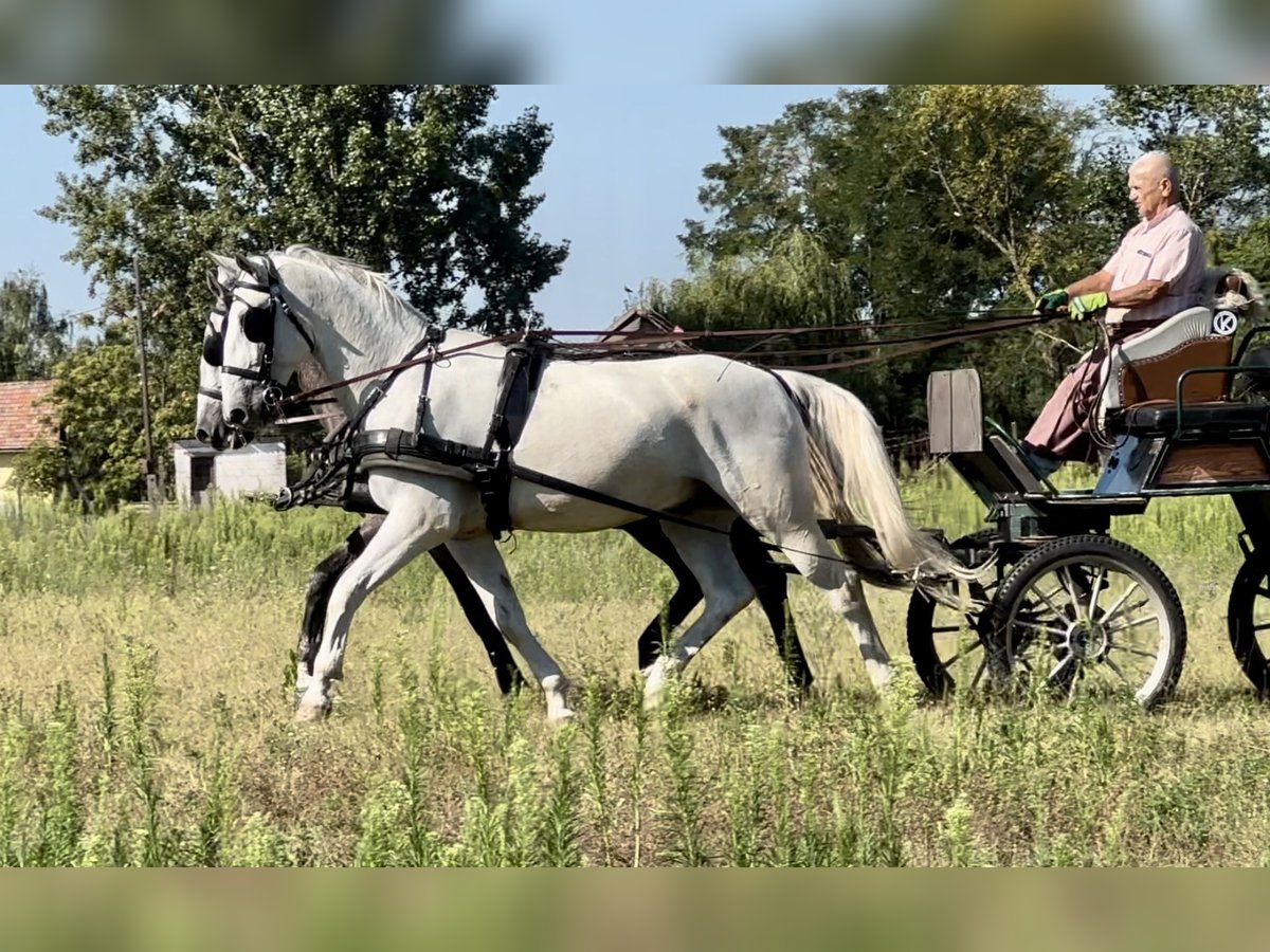 Lipizzaner Gelding 5 years 16 hh Gray in Nagykáta