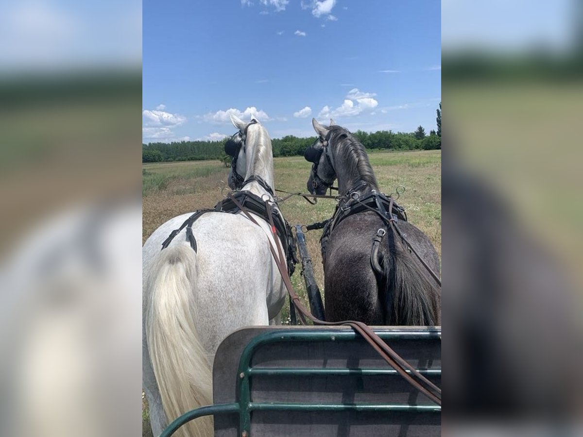 Lipizzaner Gelding 5 years 16 hh Gray in Nagykáta