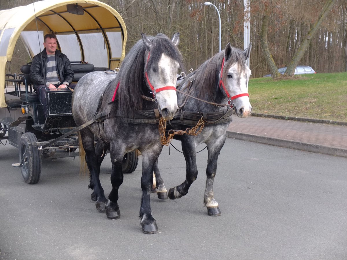 Lipizzaner Mix Gelding 6 years 15,2 hh Gray-Dapple in Buttstädt