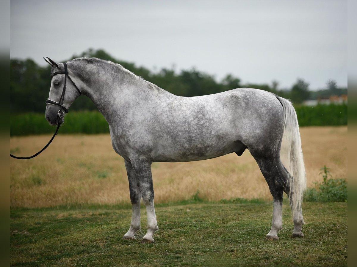 Lipizzaner Gelding 6 years 16,1 hh Gray in Cegléd