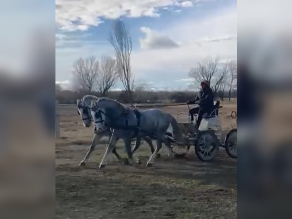 Lipizzaner Gelding 8 years 15,2 hh Gray in Tass