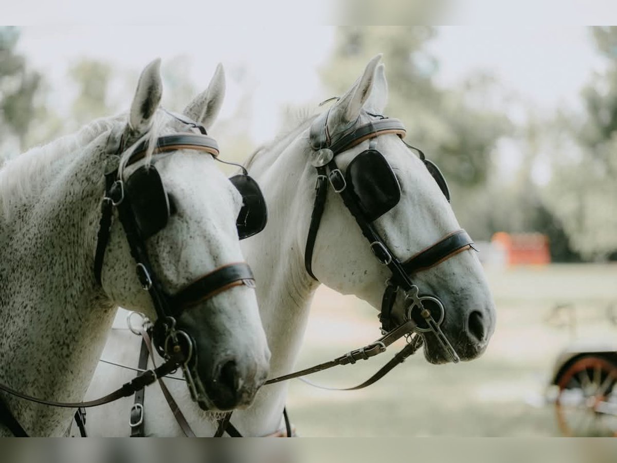 Lipizzaner Gelding 8 years 15,2 hh Grey in Vinkovci