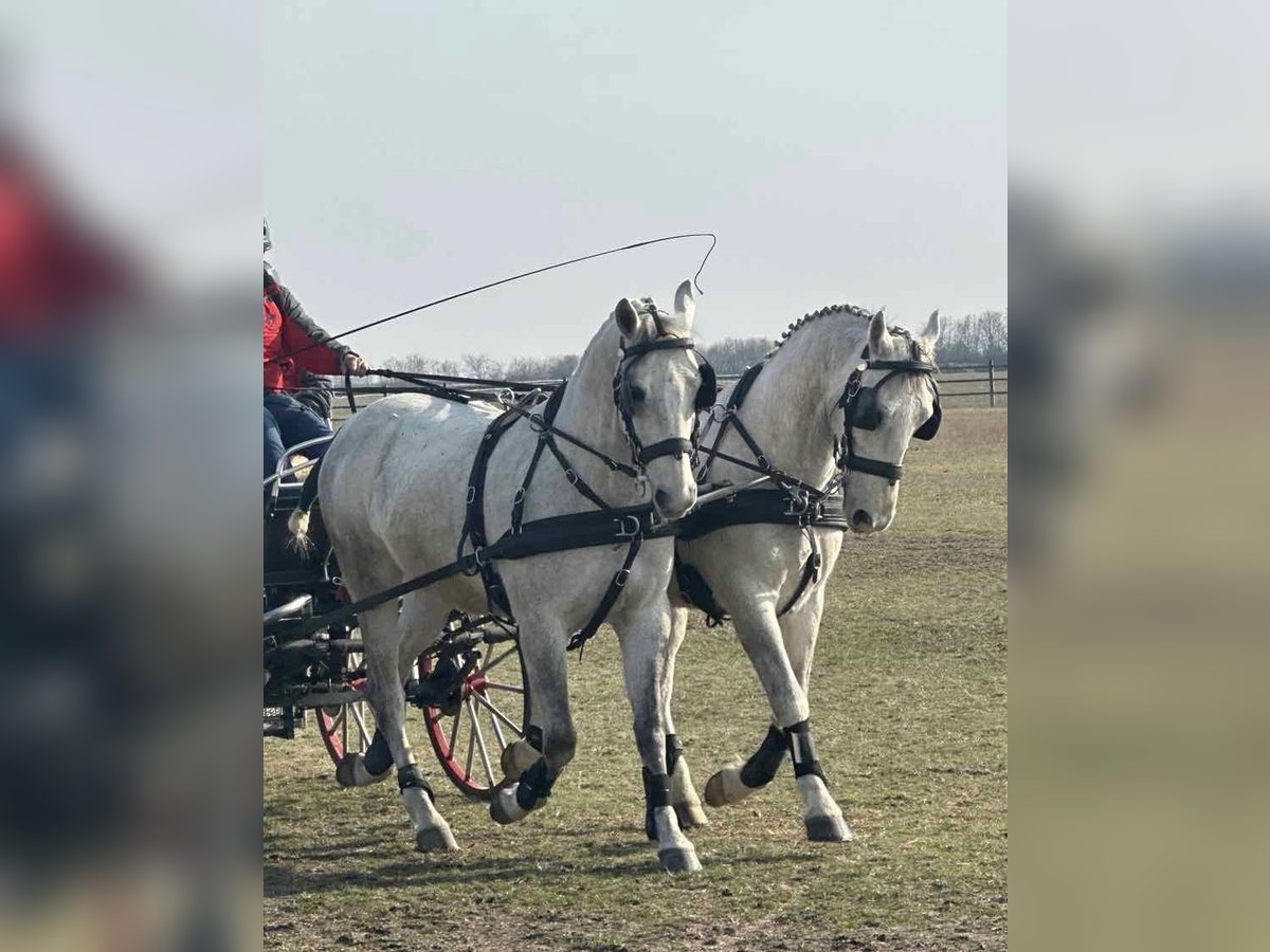 Lipizzaner Gelding 8 years 16 hh Grey in Tass