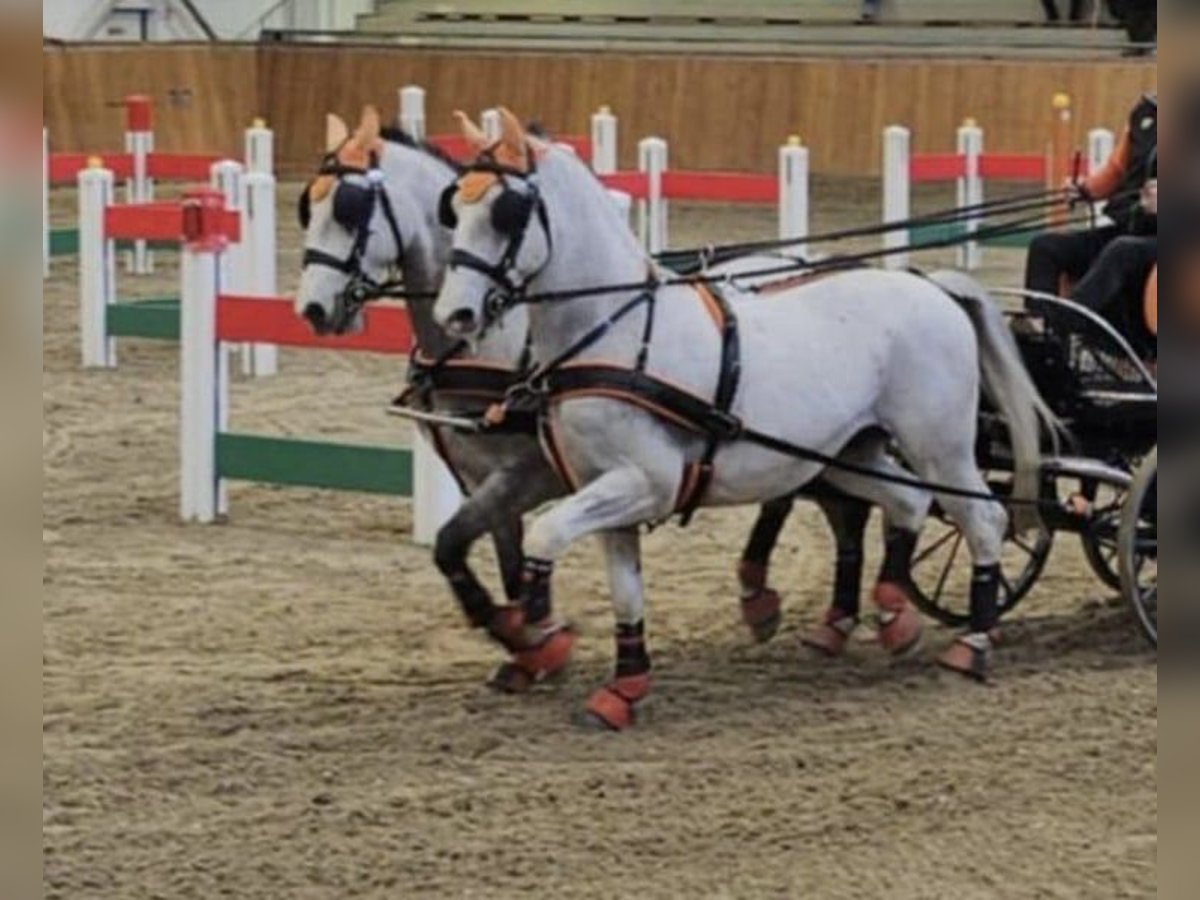 Lipizzaner Gelding 9 years 15,1 hh Grey in Tass