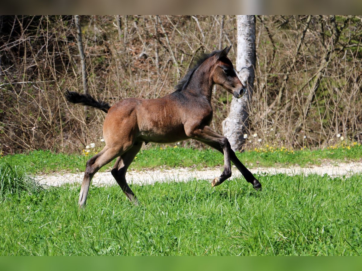 Lipizzaner Gelding Foal (03/2024) 15,2 hh Gray in radovljica