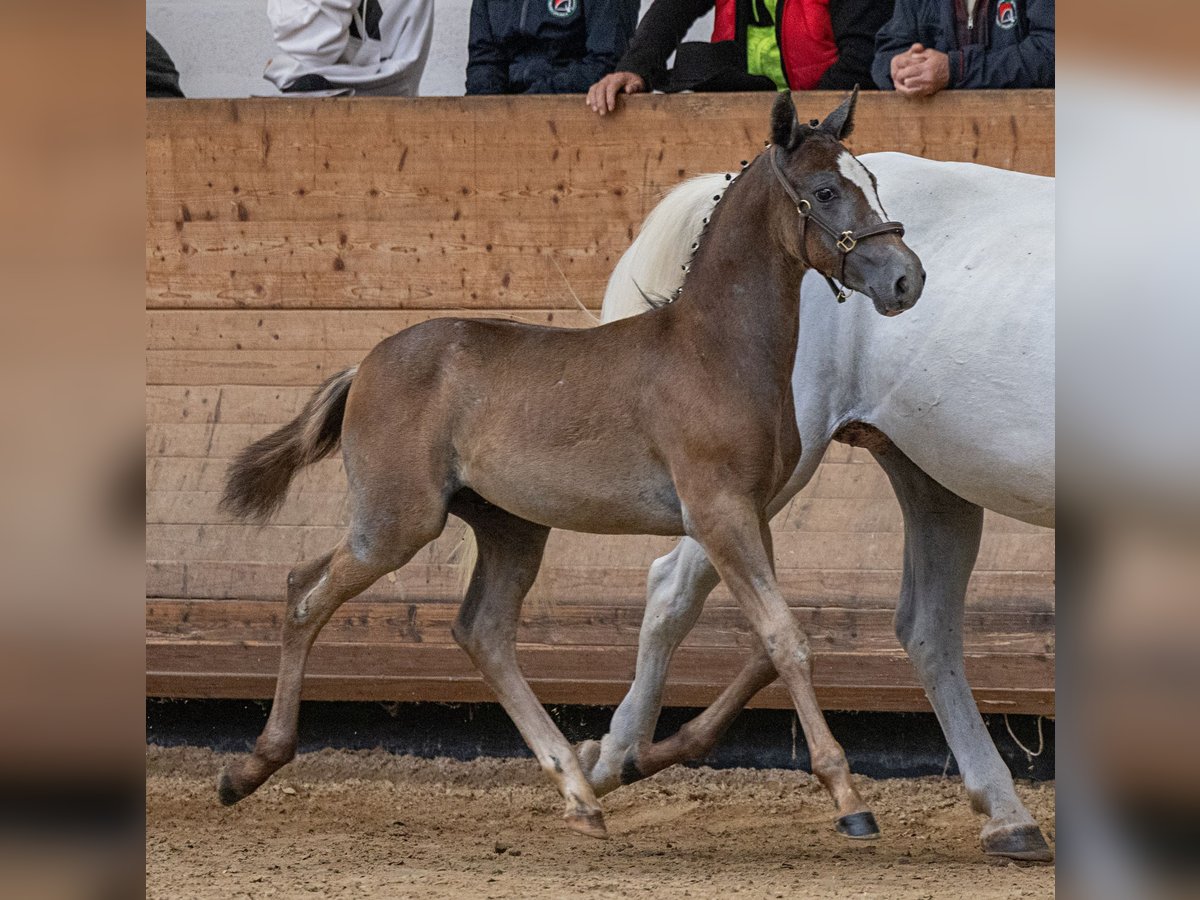 Lipizzaner Hengst 1 Jaar 157 cm Schimmel in Trnovska vas