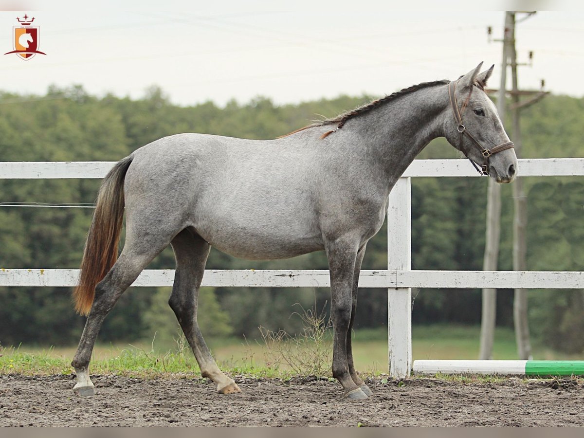 Lipizzaner Hengst 1 Jaar 160 cm Schimmel in Trnovska Vas