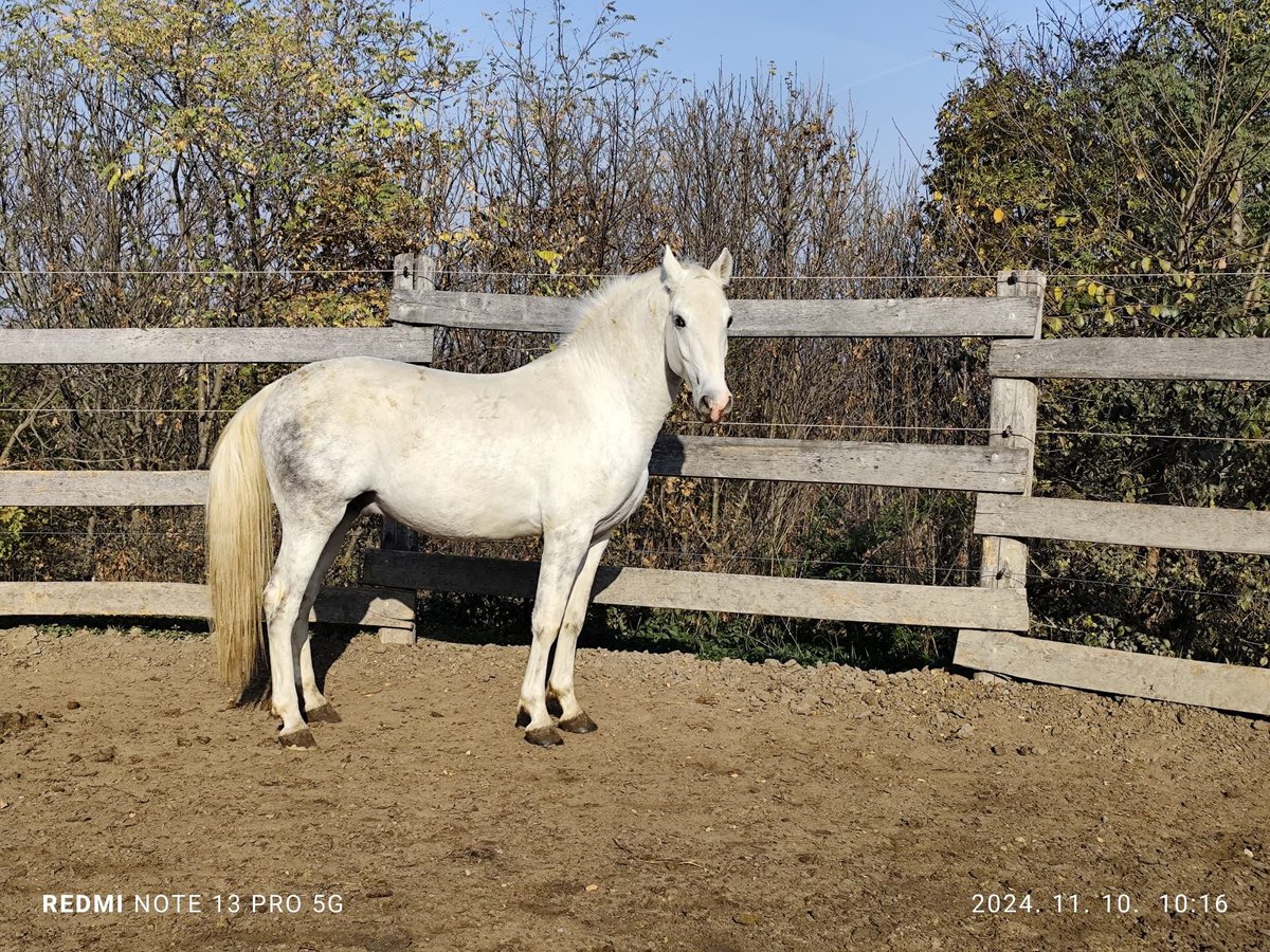 Lipizzaner Hengst 3 Jaar 165 cm Wit in Ravazd