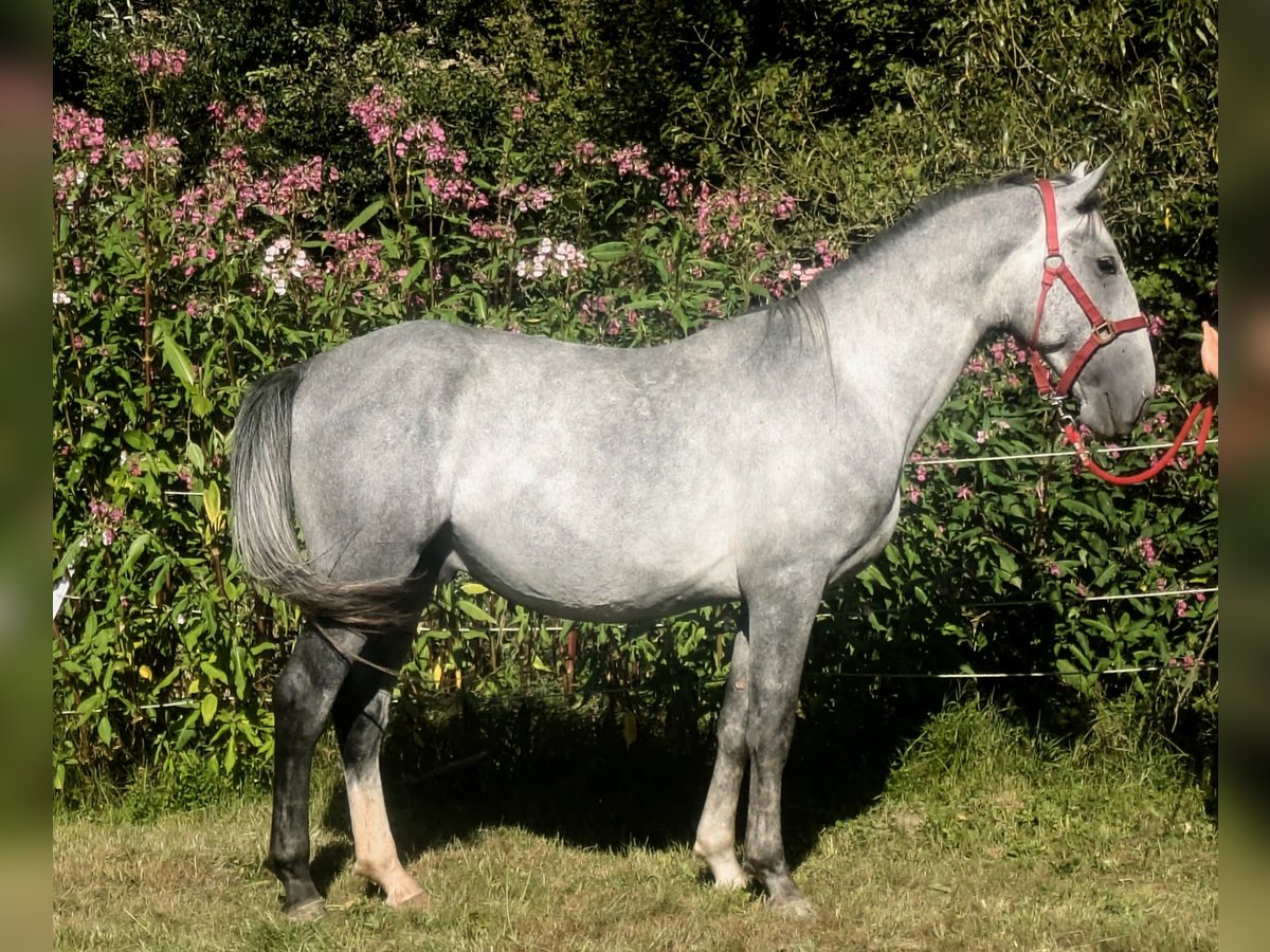 Lipizzaner Hengst 3 Jahre 153 cm Schimmel in Zenting
