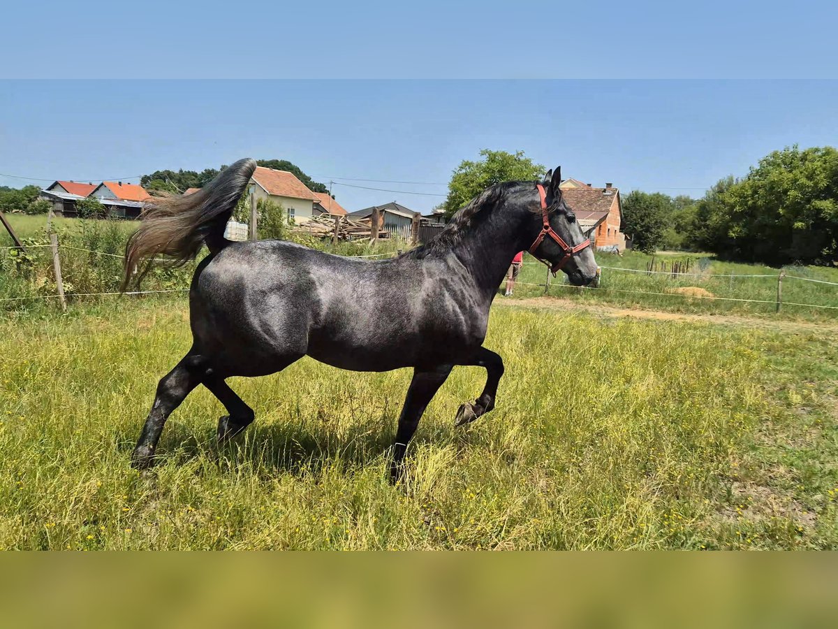 Lipizzaner Hengst 3 Jahre 156 cm Schimmel in Strizivojna