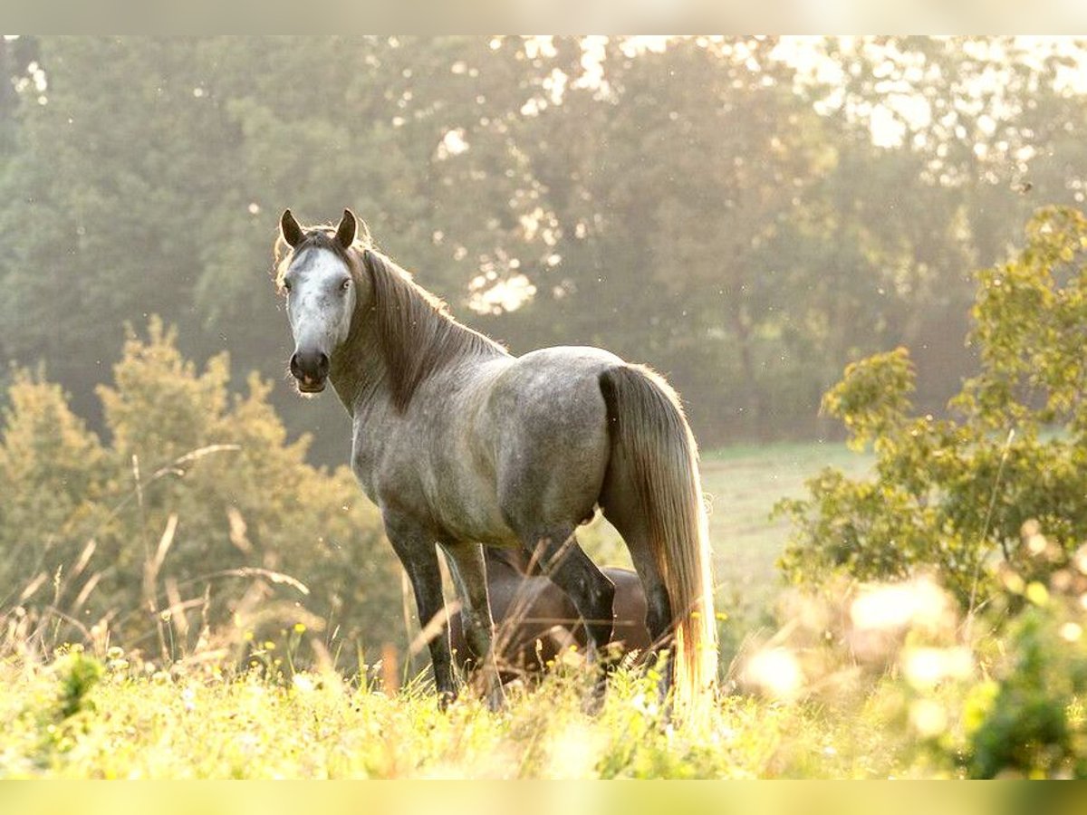 Lipizzaner Hengst 3 Jahre 158 cm Schimmel in Ptuj