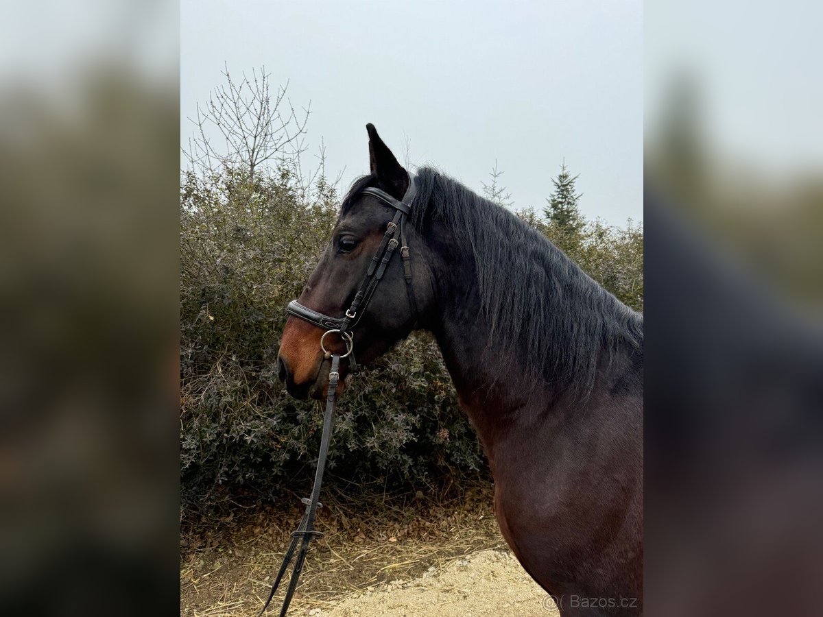 Lipizzaner Hengst 4 Jaar 154 cm Bruin in Krhovice