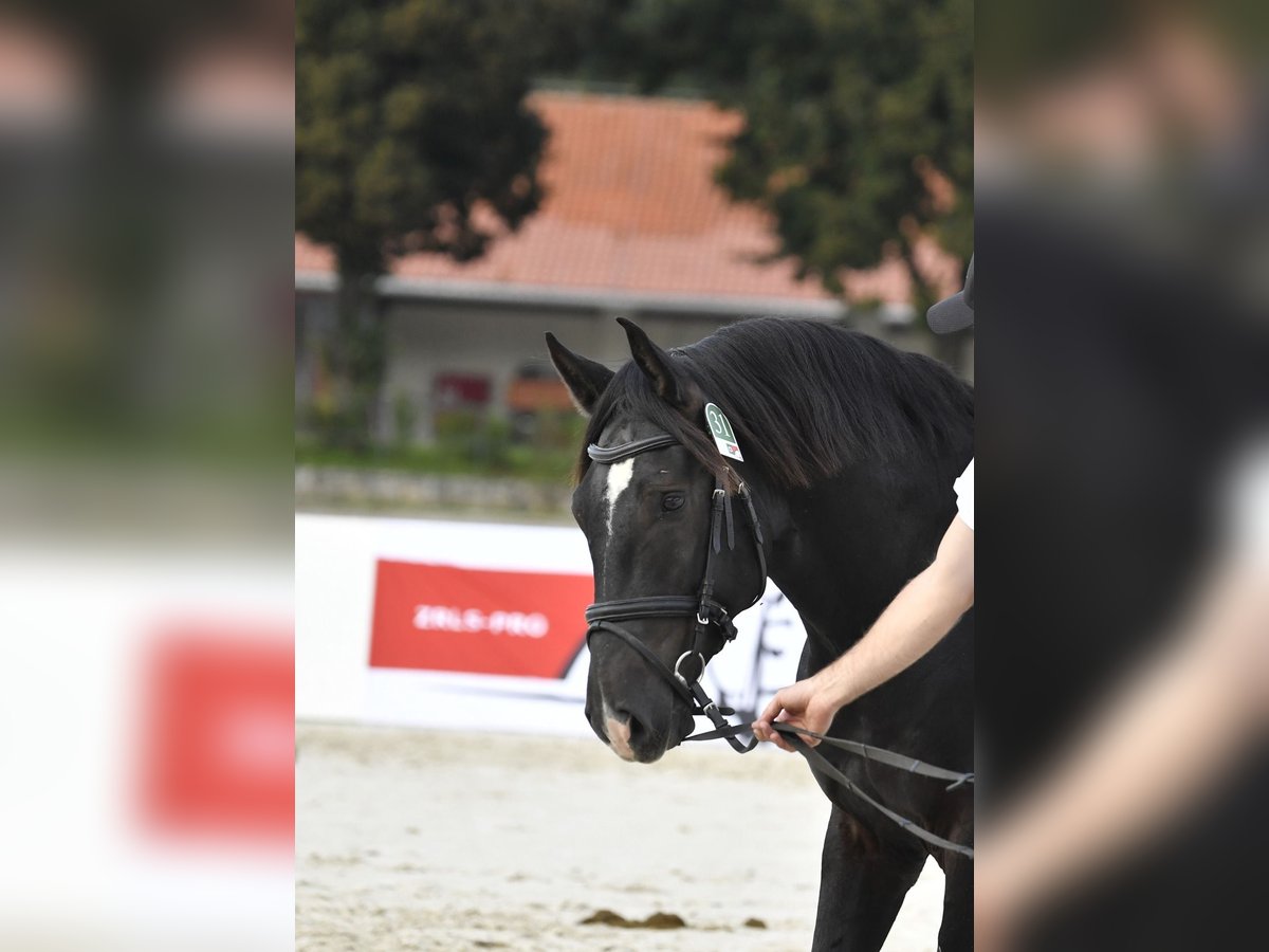 Lipizzaner Hengst 4 Jahre 160 cm Dunkelbrauner in Kostanjevica na Krki