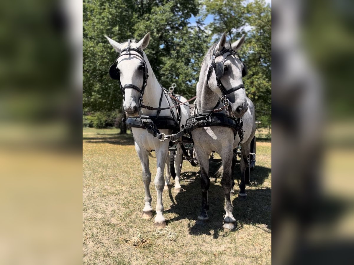 Lipizzaner Hengst 6 Jahre 165 cm Schimmel in Nagyk&#xE1;ta