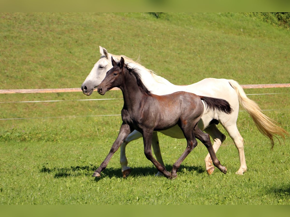 Lipizzaner Hengst Fohlen (04/2024) 158 cm Schimmel in Radovljica