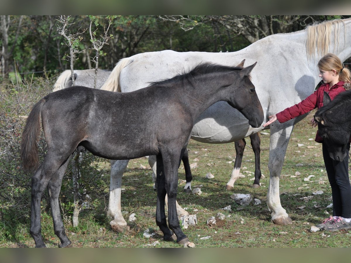 Lipizzaner Hengst Fohlen (04/2024) 160 cm Schimmel in Kozina