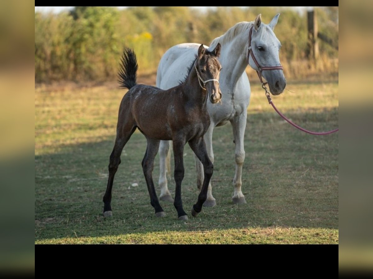 Lipizzaner Hengst veulen (05/2024) Schimmel in Martin, Slovensko