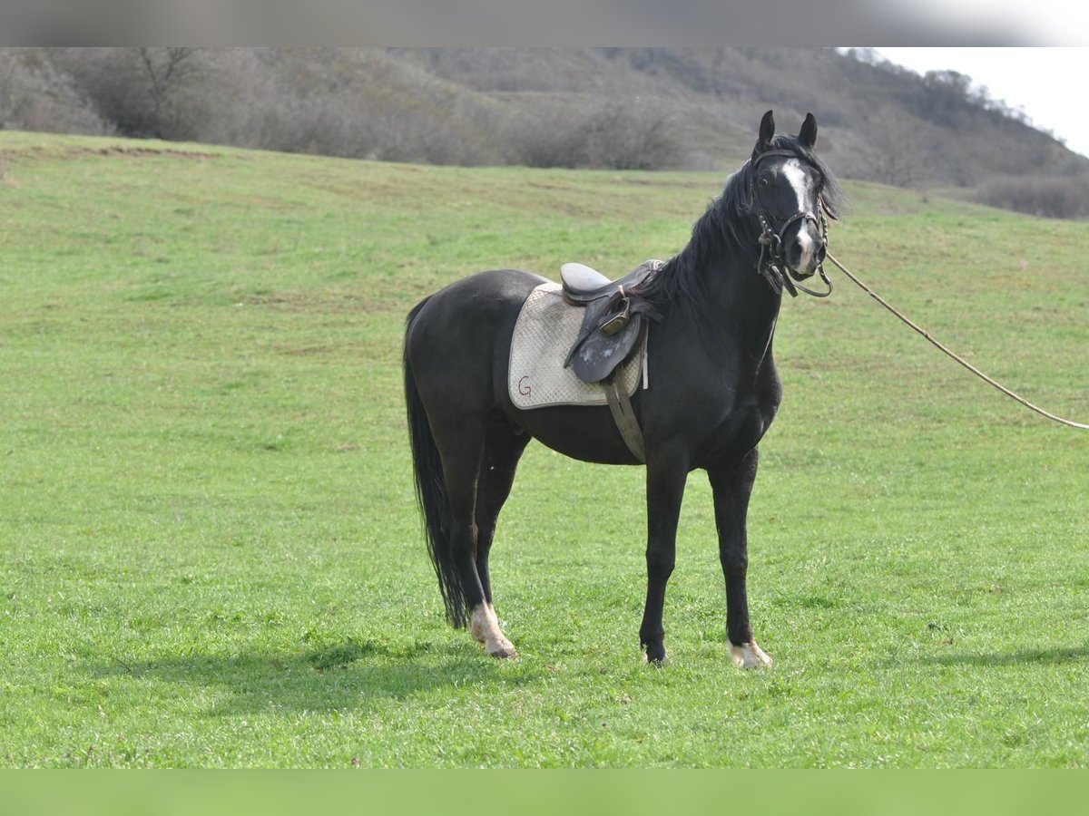 Lipizzaner Hingst 12 år 160 cm Svart in Ghemes