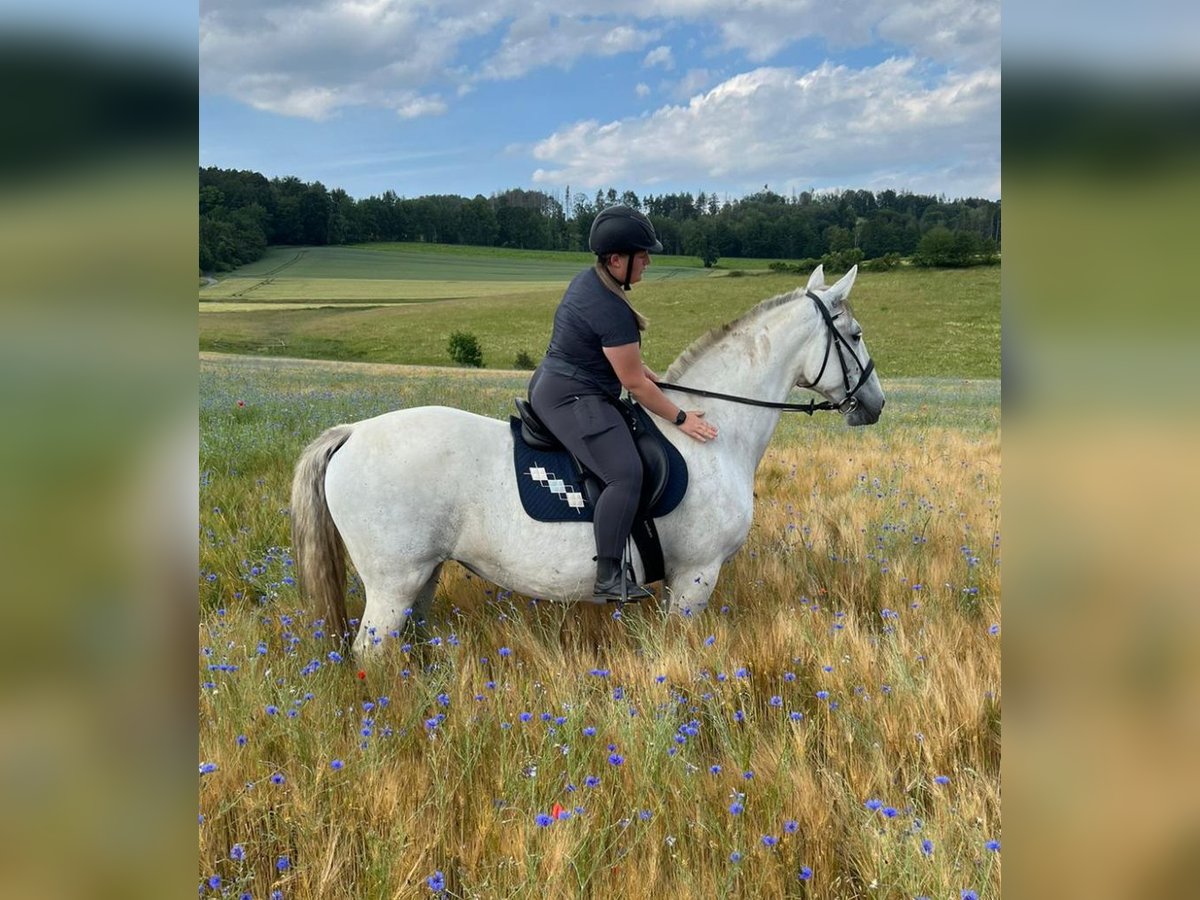 Lipizzaner Mare 10 years 15,2 hh Gray in Neustadt in Sachsen