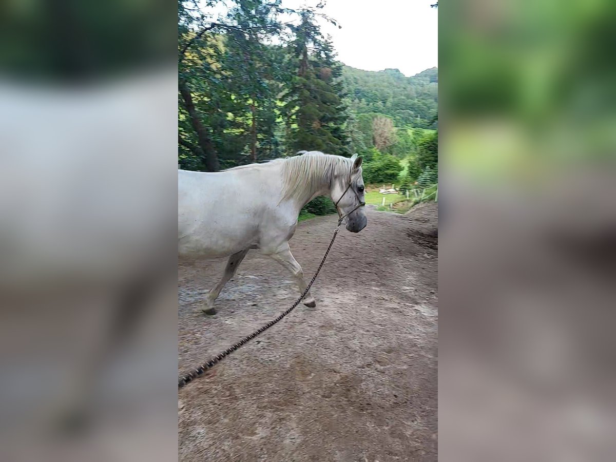 Lipizzaner Mare 10 years Grey in M&#xFC;hldorf