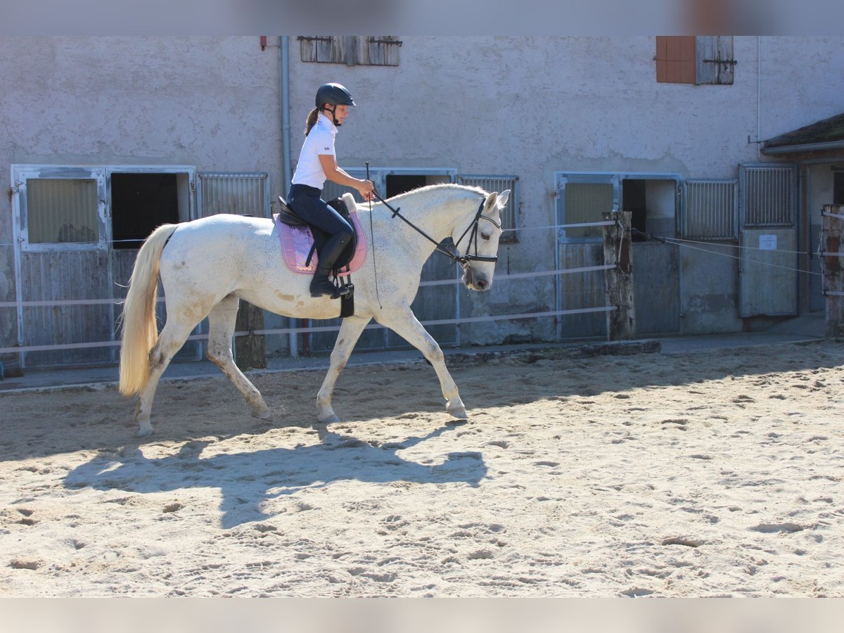 Lipizzaner Mix Mare 12 years 16,2 hh Gray in Meggenhofen