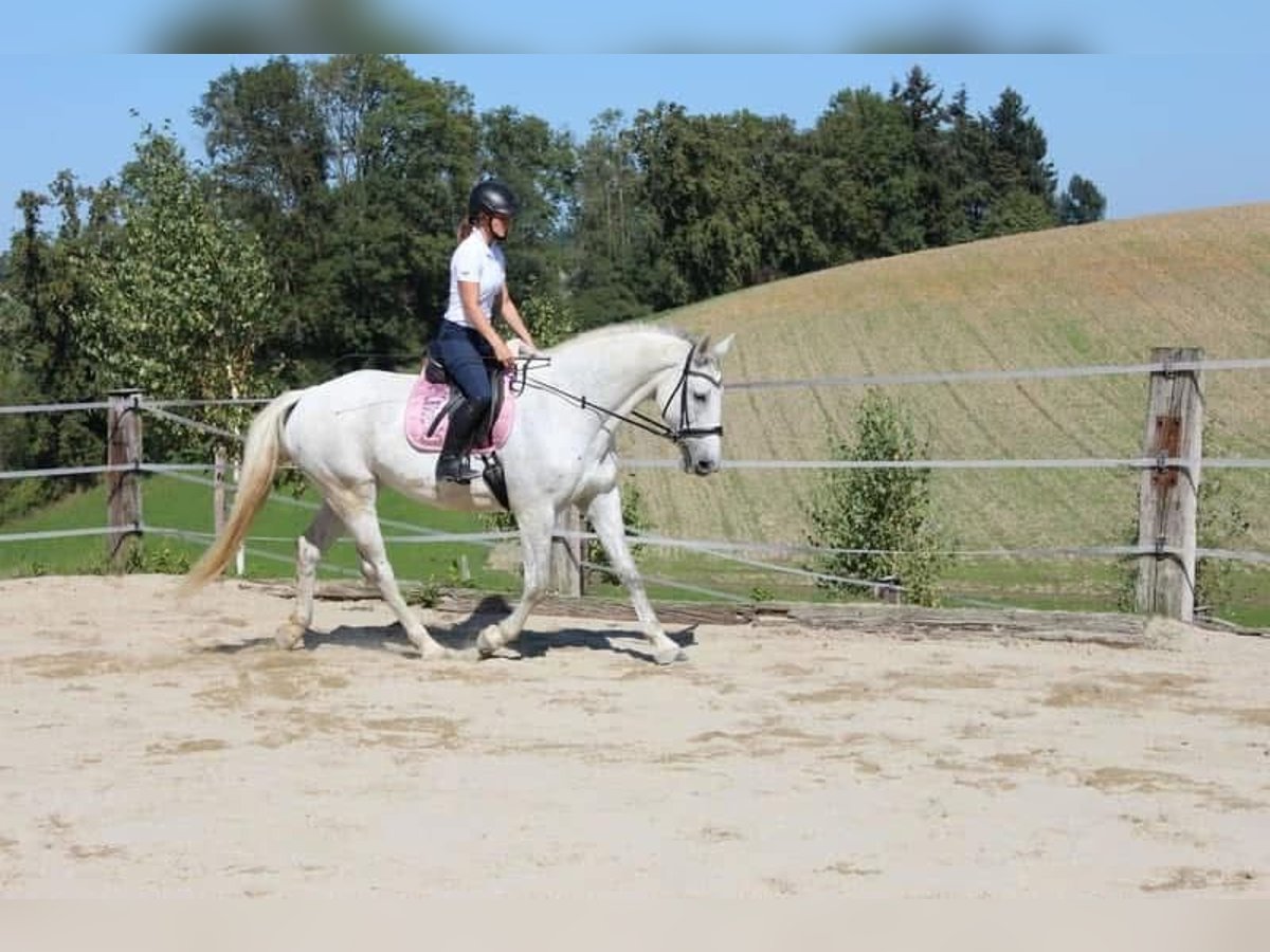 Lipizzaner Mix Mare 13 years 16,2 hh Gray-Dapple in Meggenhofen