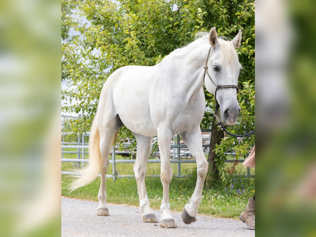Lipizzaner Mare 14 years 15,2 hh Grey in Waldkirchen