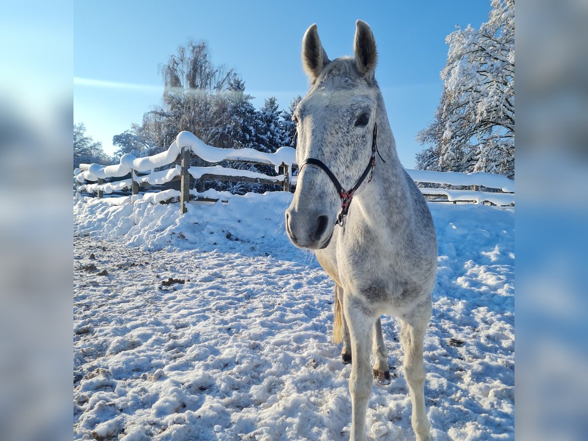 Lipizzaner Mare 15 years Gray-Fleabitten in Reisbach