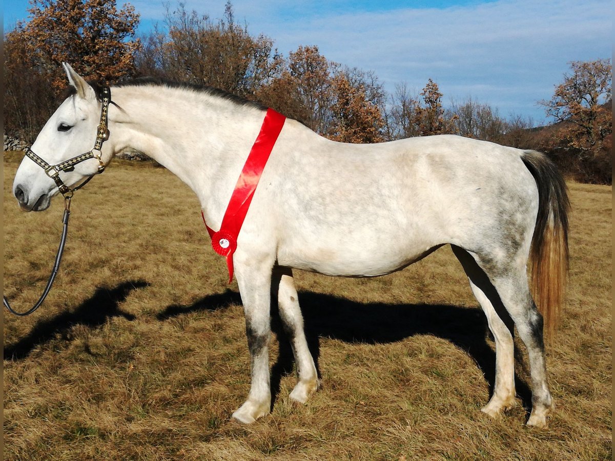 Lipizzaner Mare 16 years 16 hh Gray in Kamnik