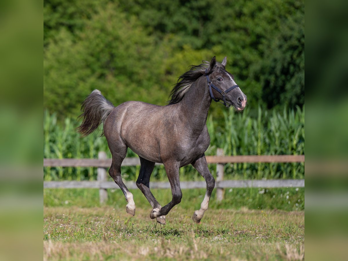 Lipizzaner Mare 1 year Gray-Dark-Tan in Šentjernej