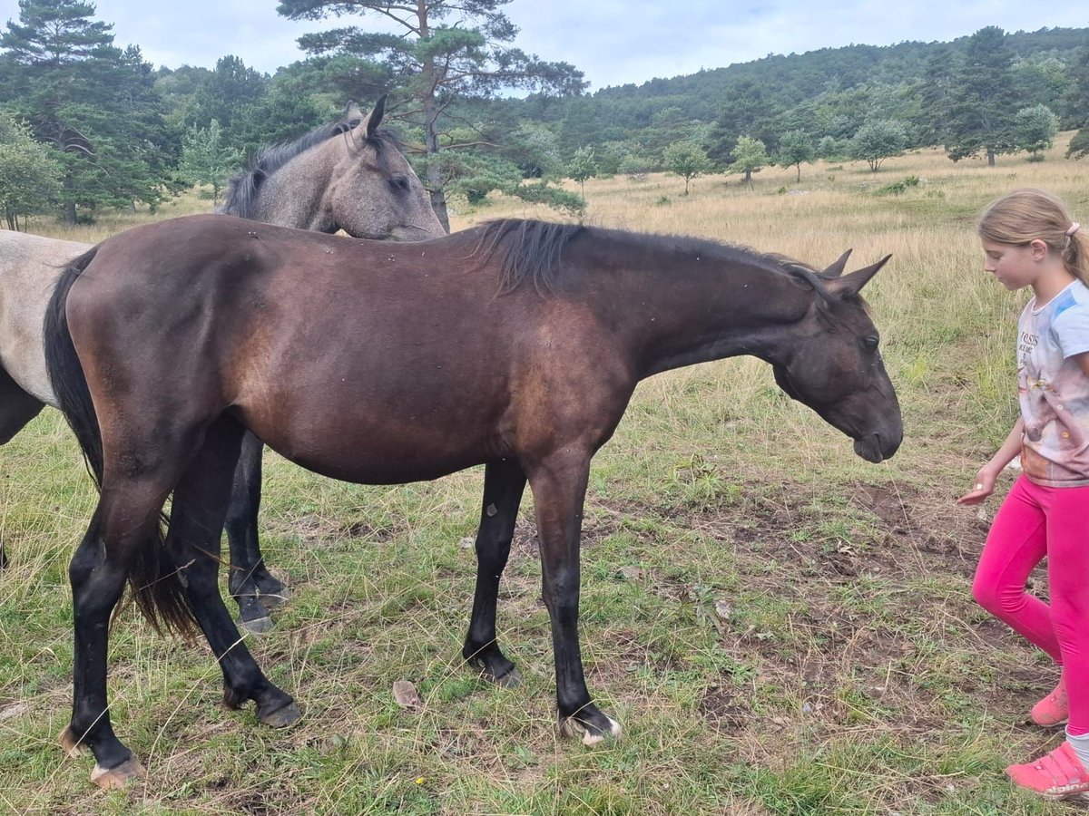 Lipizzaner Mare 2 years 15 hh Brown in kozina