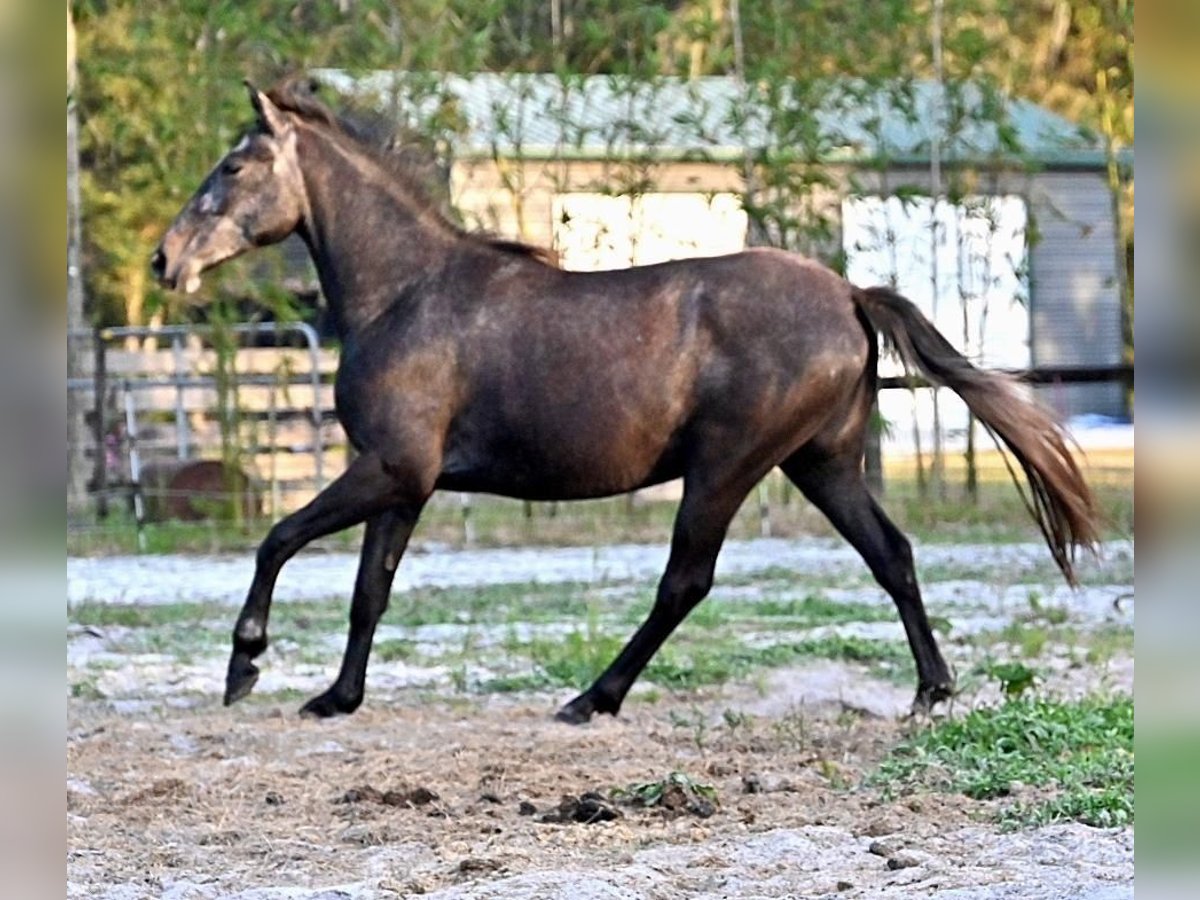 Lipizzaner Mix Mare 3 years 15 hh Grey in Higganum Lipizzaner Mix Mare 3 years 15 hh Grey in Higganum